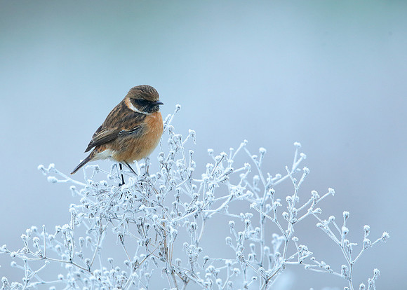 Stonechat Saxicola rubicola