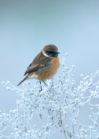 Stonechat Saxicola rubicola