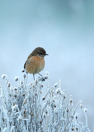 Stonechat Saxicola rubicola