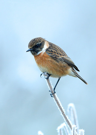 Stonechat Saxicola rubicola