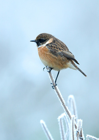 Stonechat Saxicola rubicola