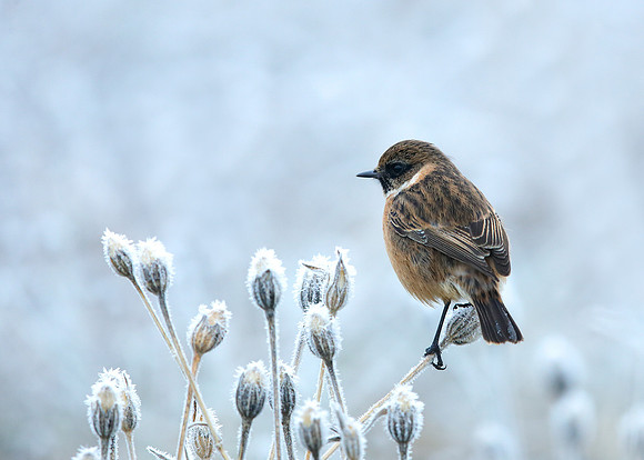 Stonechat Saxicola rubicola