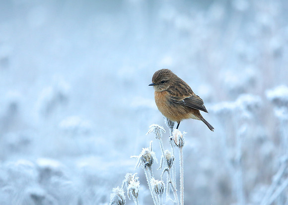 Stonechat Saxicola rubicola