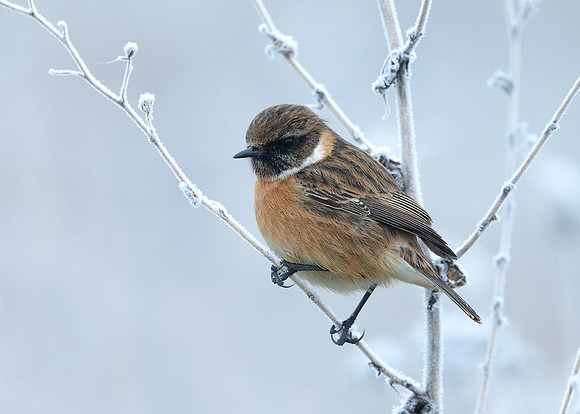 Stonechat Saxicola rubicola
