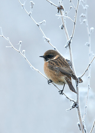 Stonechat Saxicola rubicola