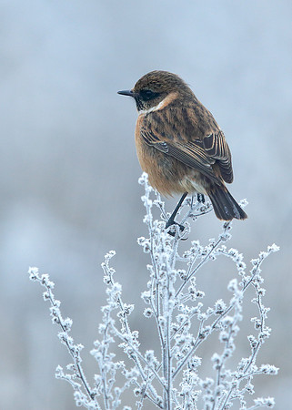 Stonechat Saxicola rubicola