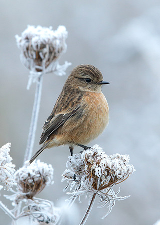 Stonechat Saxicola rubicola
