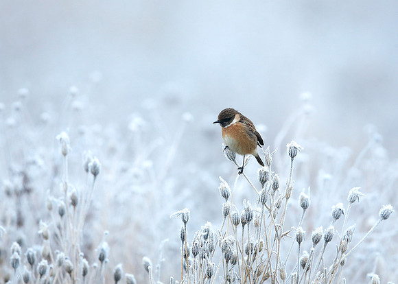 Stonechat Saxicola rubicola