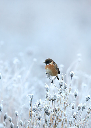 Stonechat Saxicola rubicola