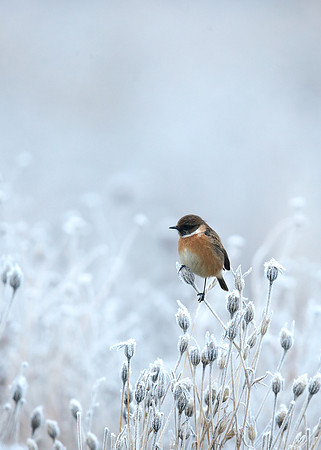 Stonechat Saxicola rubicola