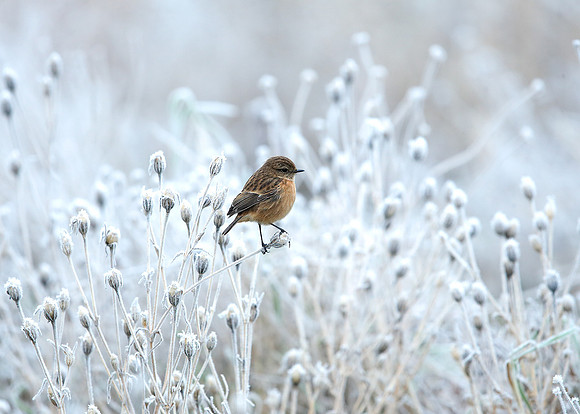 Stonechat Saxicola rubicola