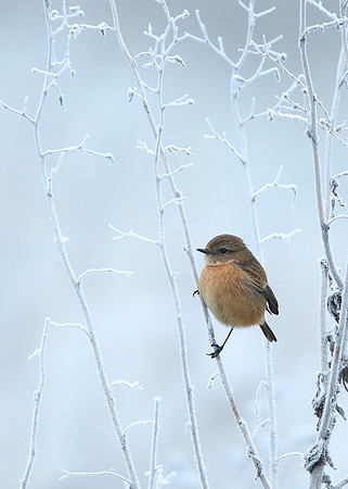 Stonechat Saxicola rubicola