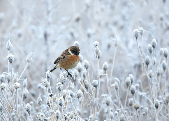 Stonechat Saxicola rubicola