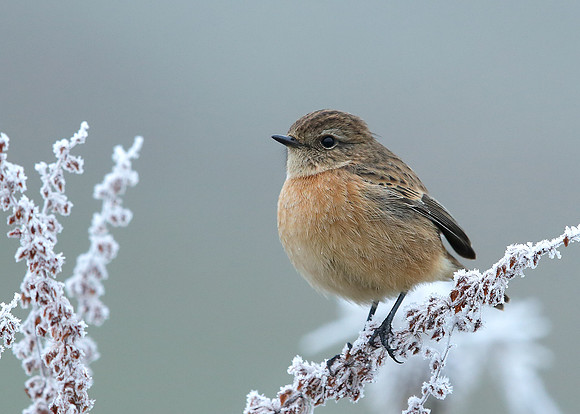Stonechat Saxicola rubicola