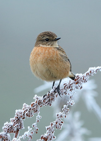 Stonechat Saxicola rubicola