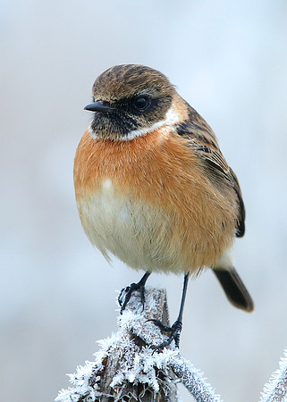 Stonechat Saxicola rubicola