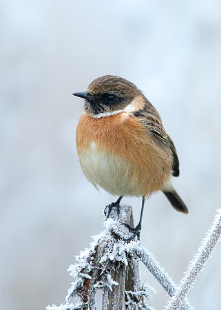 Stonechat Saxicola rubicola
