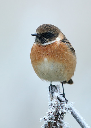 Stonechat Saxicola rubicola