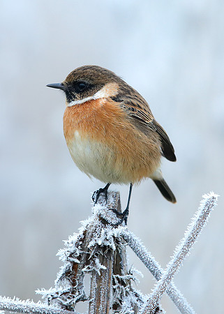 Stonechat Saxicola rubicola