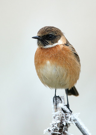 Stonechat Saxicola rubicola