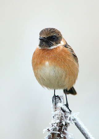 Stonechat Saxicola rubicola