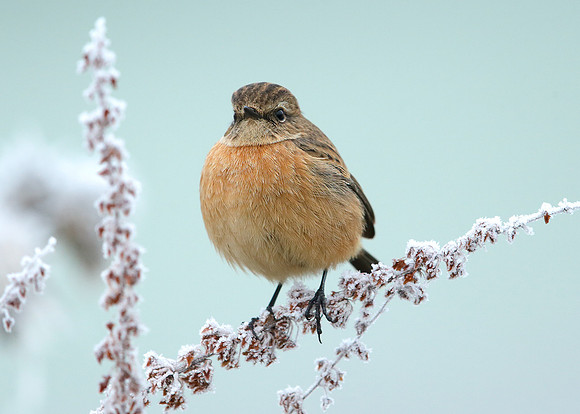 Stonechat Saxicola rubicola