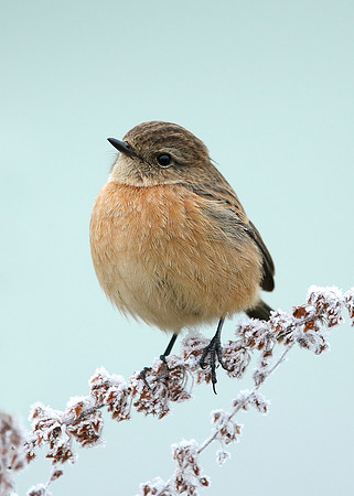 Stonechat Saxicola rubicola
