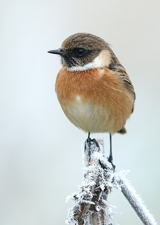Stonechat Saxicola rubicola