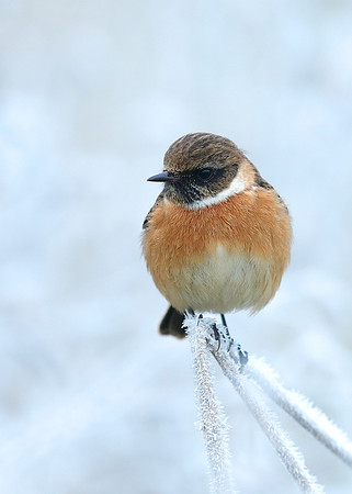 Stonechat Saxicola rubicola