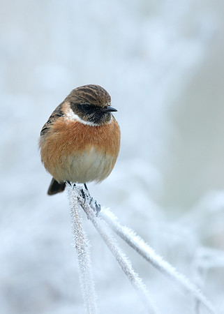 Stonechat Saxicola rubicola