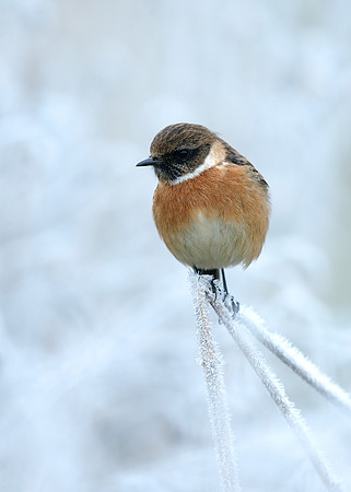Stonechat Saxicola rubicola
