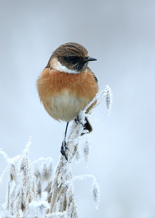 Stonechat Saxicola rubicola