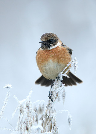 Stonechat Saxicola rubicola