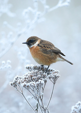 Stonechat Saxicola rubicola