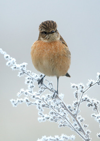 Stonechat Saxicola rubicola