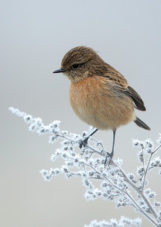 Stonechat Saxicola rubicola