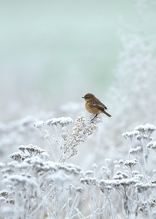 Stonechat Saxicola rubicola