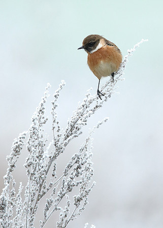 Stonechat Saxicola rubicola