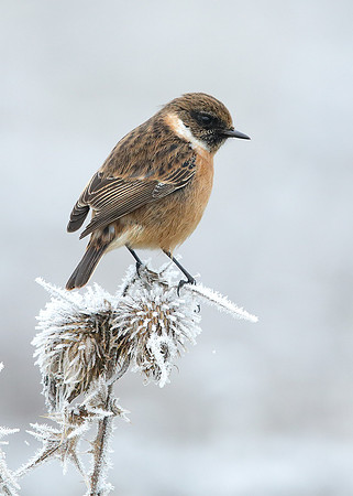 Stonechat Saxicola rubicola
