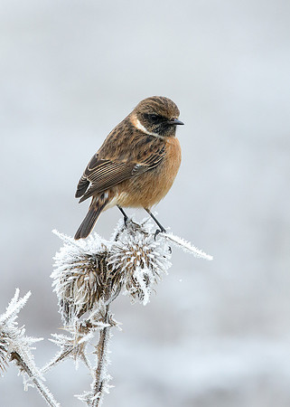 Stonechat Saxicola rubicola