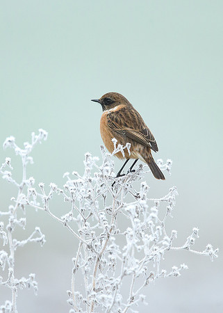 Stonechat Saxicola rubicola