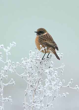 Stonechat Saxicola rubicola
