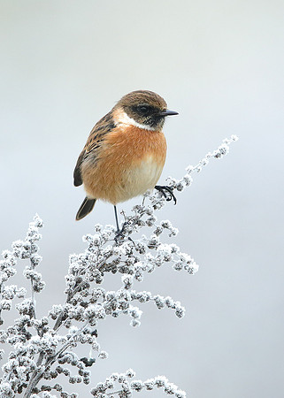 Stonechat Saxicola rubicola