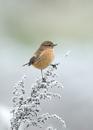 Stonechat Saxicola rubicola