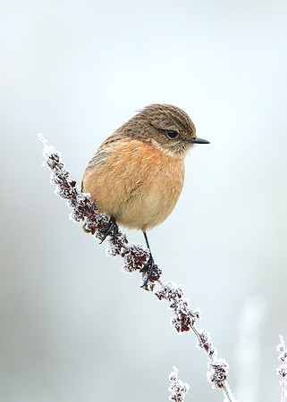 Stonechat Saxicola rubicola
