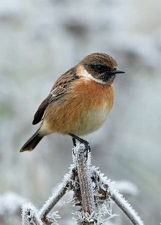 Stonechat Saxicola rubicola