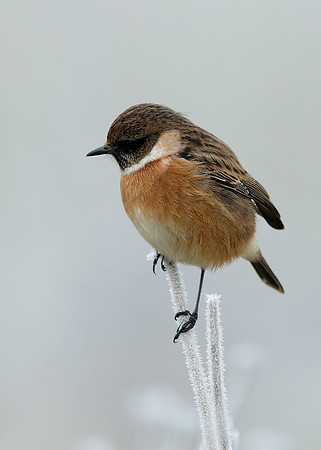 Stonechat Saxicola rubicola
