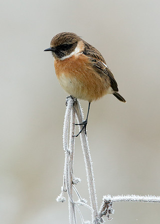 Stonechat Saxicola rubicola