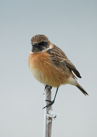 Stonechat Saxicola rubicola