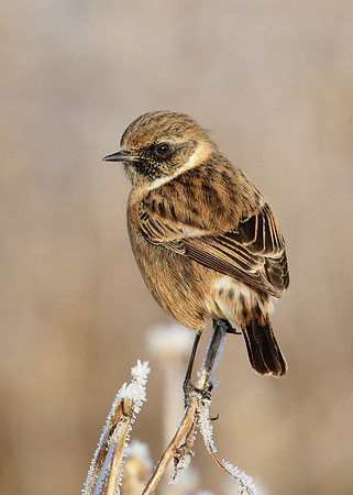Stonechat Saxicola rubicola